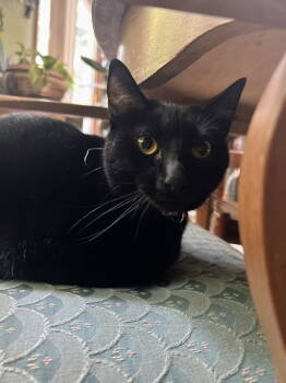 Rescue Domestic Short Hair Cats for Adoption in Nazareth, Pennsylvania - Bastet | PetCurious