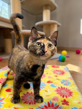 Fiesta -  Domestic Short Hair Cat for Adoption in Champaign, Illinois - Fiesta | PetCurious