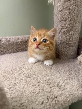 Mewlius Caesar -  Domestic Short Hair Cat for Adoption in Arthur, Ontario - Mewlius Caesar | PetCurious