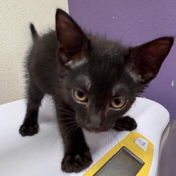 Pickles -  Domestic Short Hair Cat for Adoption in Englewood, Florida - Pickles | PetCurious