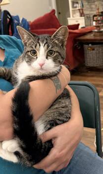 Domestic Short Hair Cats Available for Adoption in Camden, South Carolina - Buckwheat | PetCurious