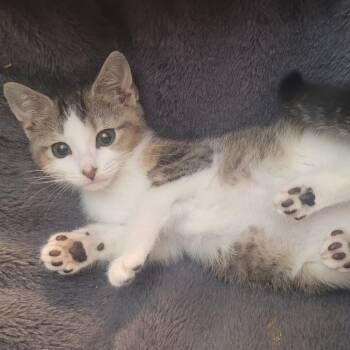 Cleo -  Domestic Short Hair Cat for Adoption in Richmond, Missouri - Cleo | PetCurious