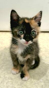 Ruby -  Calico and Domestic Short Hair Cat for Adoption in Campbell, California - Ruby | PetCurious