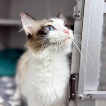 Cinna -  Domestic Long Hair Cat for Adoption in Atlanta, Georgia - Cinna | PetCurious