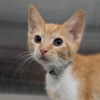 Clementine -  Domestic Short Hair Cat for Adoption in Long Beach, California - Clementine | PetCurious