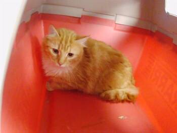 JULIAN -  Domestic Long Hair Cat for Adoption in Charlotte, North Carolina - JULIAN | PetCurious