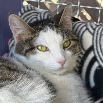 Domestic Long Hair Cats Available for Adoption - Spicy Mayo | PetCurious