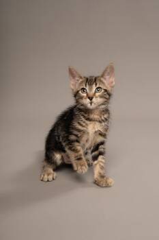 Rioja -  Domestic Short Hair Cat for Adoption in Fort Worth, Texas - Rioja | PetCurious