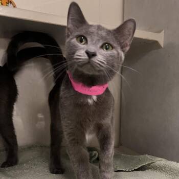 Donna -  Domestic Short Hair Cat for Adoption in Fairport, New York - Donna | PetCurious
