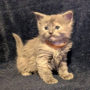 Rescue Domestic Medium Hair and Domestic Short Hair Cats for Adoption in Wilmington Island, Georgia - Slinky Cat | PetCurious