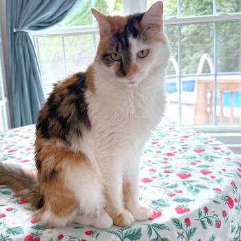 Chloe -  Domestic Short Hair Cat for Adoption in Providence, Rhode Island - Chloe | PetCurious