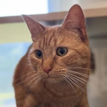 Link (Lincoln) -  Domestic Short Hair Cat for Adoption in Gloucester, Virginia - Link (Lincoln) | PetCurious