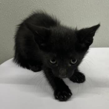 Nyx -  Domestic Short Hair Cat for Adoption in Tampa, Florida - Nyx | PetCurious
