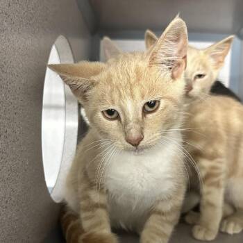 Bean -  Domestic Short Hair Cat for Adoption in Evansville, Indiana - Bean | PetCurious