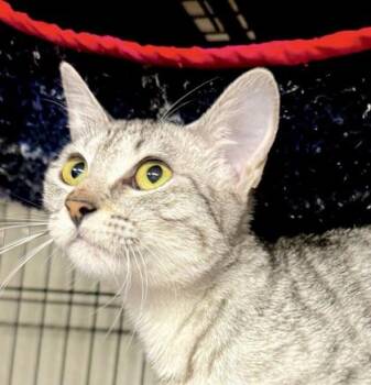 Mystic -  Domestic Short Hair Cat for Adoption in Bulverde, Texas - Mystic | PetCurious