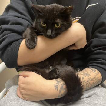 Beatrice -  Domestic Short Hair Cat for Adoption in Medina, Ohio - Beatrice | PetCurious