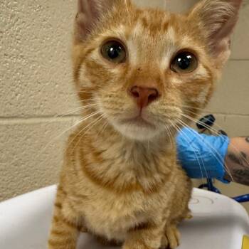 Sinclair -  Domestic Short Hair Cat for Adoption in Troy, Virginia - Sinclair | PetCurious