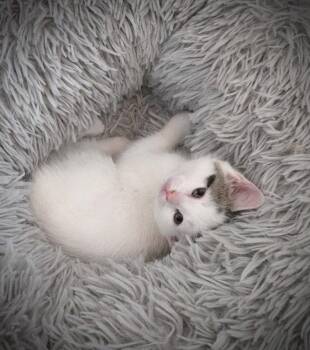 Domestic Short Hair Cats Available for Adoption - Local & Express | PetCurious