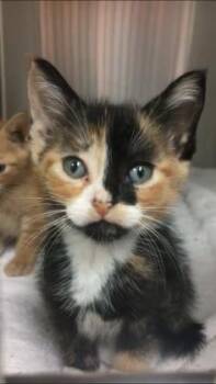 Guac -  Domestic Short Hair Cat Available for Adoption in North Miami Beach, Florida - Guac | PetCurious