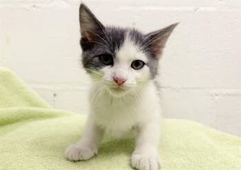 ZEUS -  Domestic Short Hair Cat for Adoption in Brentwood, Missouri - ZEUS | PetCurious
