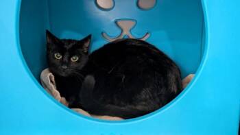 Domestic Short Hair Cats Available for Adoption in Leesburg, Virginia - TUTU | PetCurious