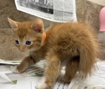 Rescue Domestic Short Hair Cats for Adoption in Lebec, California - Larry | PetCurious