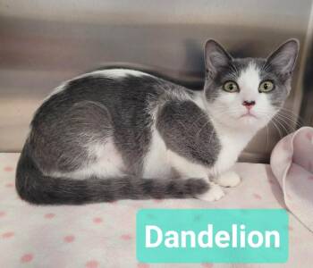 Dandelion -  Domestic Short Hair Cat for Adoption in Richmond, Indiana - Dandelion | PetCurious