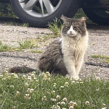 Lil Mama and Pearl (male) -  Tabby Cat for Adoption in Plain City, Ohio - Lil Mama And Pearl (male) | PetCurious