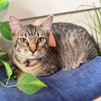 Pinky Gonzalez -  Tabby and Domestic Short Hair Cat for Adoption in Friendswood, Texas - Pinky Gonzalez | PetCurious