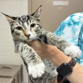 Gold (mcas) -  Domestic Short Hair Cat for Adoption in Troutdale, Oregon - Gold (mcas) | PetCurious
