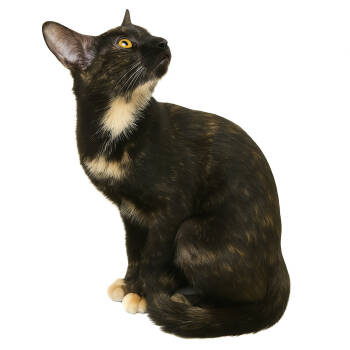 Rescue Domestic Short Hair Cats for Adoption in Tucson, Arizona - Ferra | PetCurious