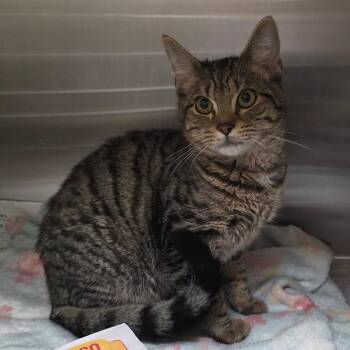 Feather Storm -  Domestic Short Hair Cat for Adoption in Chatham, Virginia - Feather Storm | PetCurious