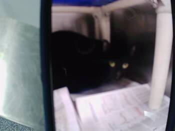 A1265613 -  Domestic Short Hair Cat for Adoption in Charlotte, North Carolina - A1265613 | PetCurious