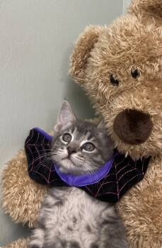 Rescue Domestic Short Hair Cats for Adoption in Picayune, Mississippi - Green Bean | PetCurious