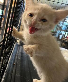 Domestic Short Hair Cats Available for Adoption in Portland, Indiana - Pimento | PetCurious