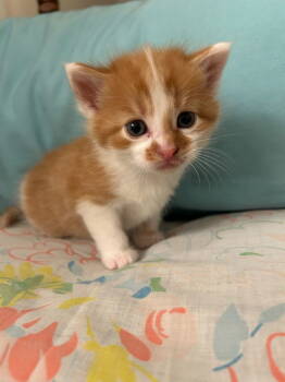 Rescue Domestic Short Hair Cats for Adoption in Williamsburg, Iowa - Dole (Available 1/9/26) | PetCurious