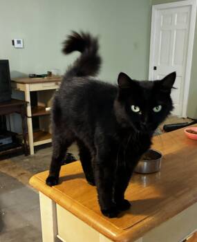 Pretty Girl -  Domestic Medium Hair Cat for Adoption in Theodore, Alabama - Pretty Girl | PetCurious