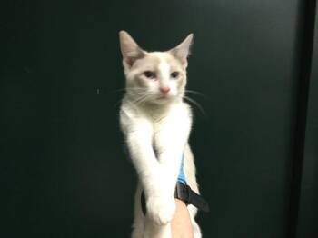 Siamese Cats Available for Adoption - COTTON | PetCurious