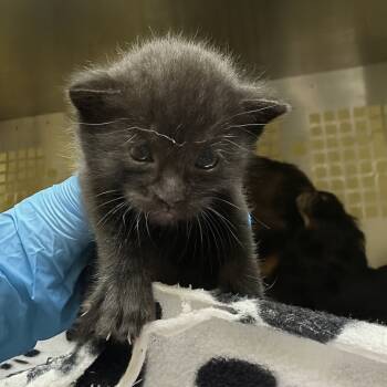 Rescue Domestic Short Hair Cats for Adoption in Mount Vernon, Indiana - Samuel | PetCurious