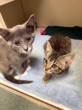 Sasuke -  Domestic Short Hair Cat for Adoption in Fairfax, Virginia - Sasuke | PetCurious