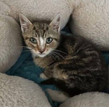 Sashi -  Domestic Short Hair Cat Available for Adoption - Sashi | PetCurious