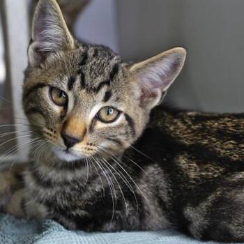 Oak -  Domestic Short Hair Cat for Adoption in Hopkinton, Massachusetts - Oak | PetCurious