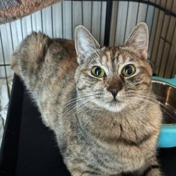 Diamond (1 year) -  Domestic Short Hair Cat for Adoption in Los Angeles, California - Diamond (1 Year) | PetCurious