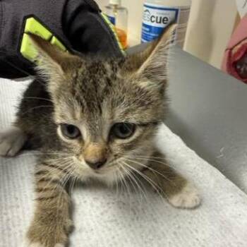 Fig -  Domestic Short Hair Cat for Adoption in West Palm Beach, Florida - Fig | PetCurious