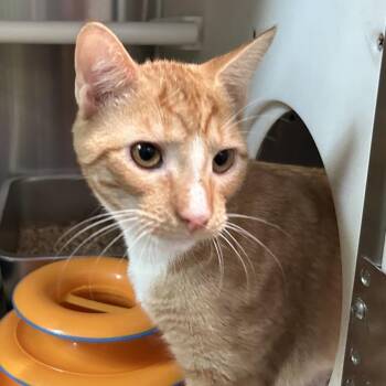 Storm -  Domestic Short Hair Cat for Adoption in Oyster Bay, New York - Storm | PetCurious