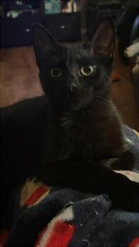 Rescue Domestic Short Hair Cats for Adoption in Lone Oak, Texas - Salem | PetCurious