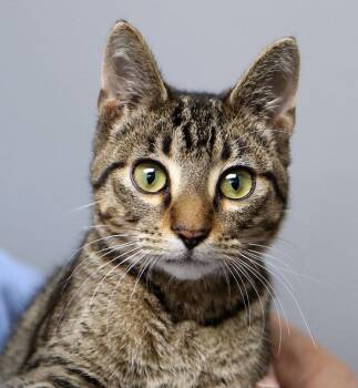Benito (A037878) -  Domestic Short Hair Cat for Adoption in Kansas City, Kansas - Benito (A037878) | PetCurious