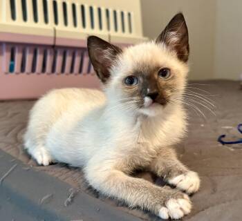 Tom -  Siamese Cat for Adoption in Kimberlin Heights, Tennessee - Tom | PetCurious