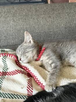 Concrete -  Domestic Short Hair Cat for Adoption in Columbus, Minnesota - Concrete | PetCurious