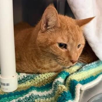 Fitzgerald (Fitz) -  Domestic Short Hair Cat for Adoption in Cumming, Georgia - Fitzgerald (Fitz) | PetCurious